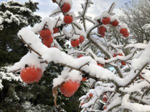 Snow covered persimmon fruit